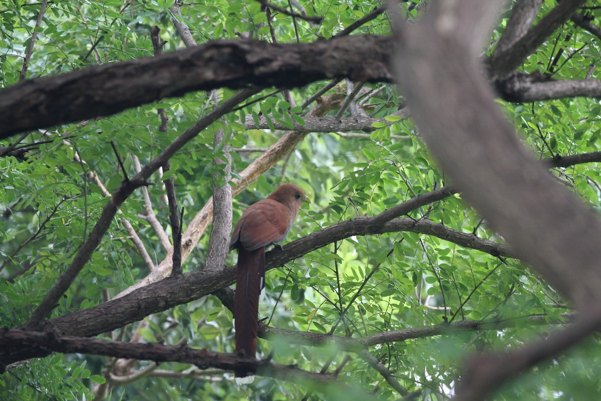 Common Squirrel-Cuckoo - ML644095335