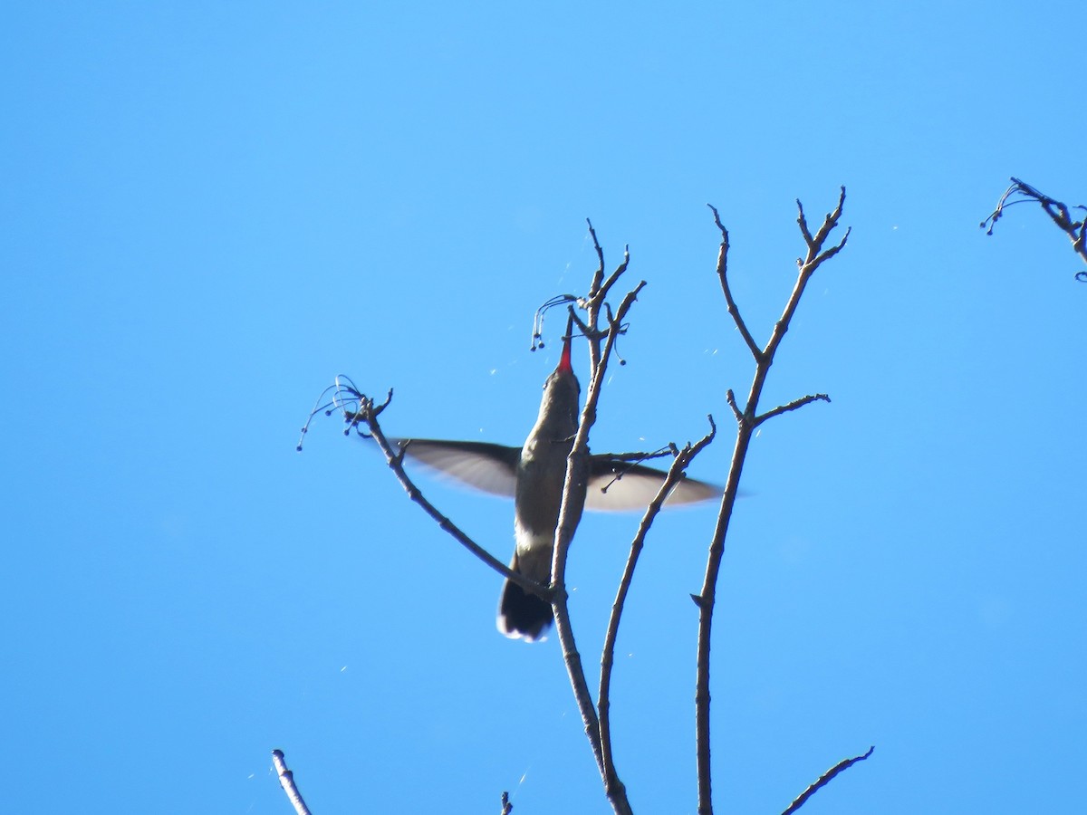 Broad-billed Hummingbird - ML644095338