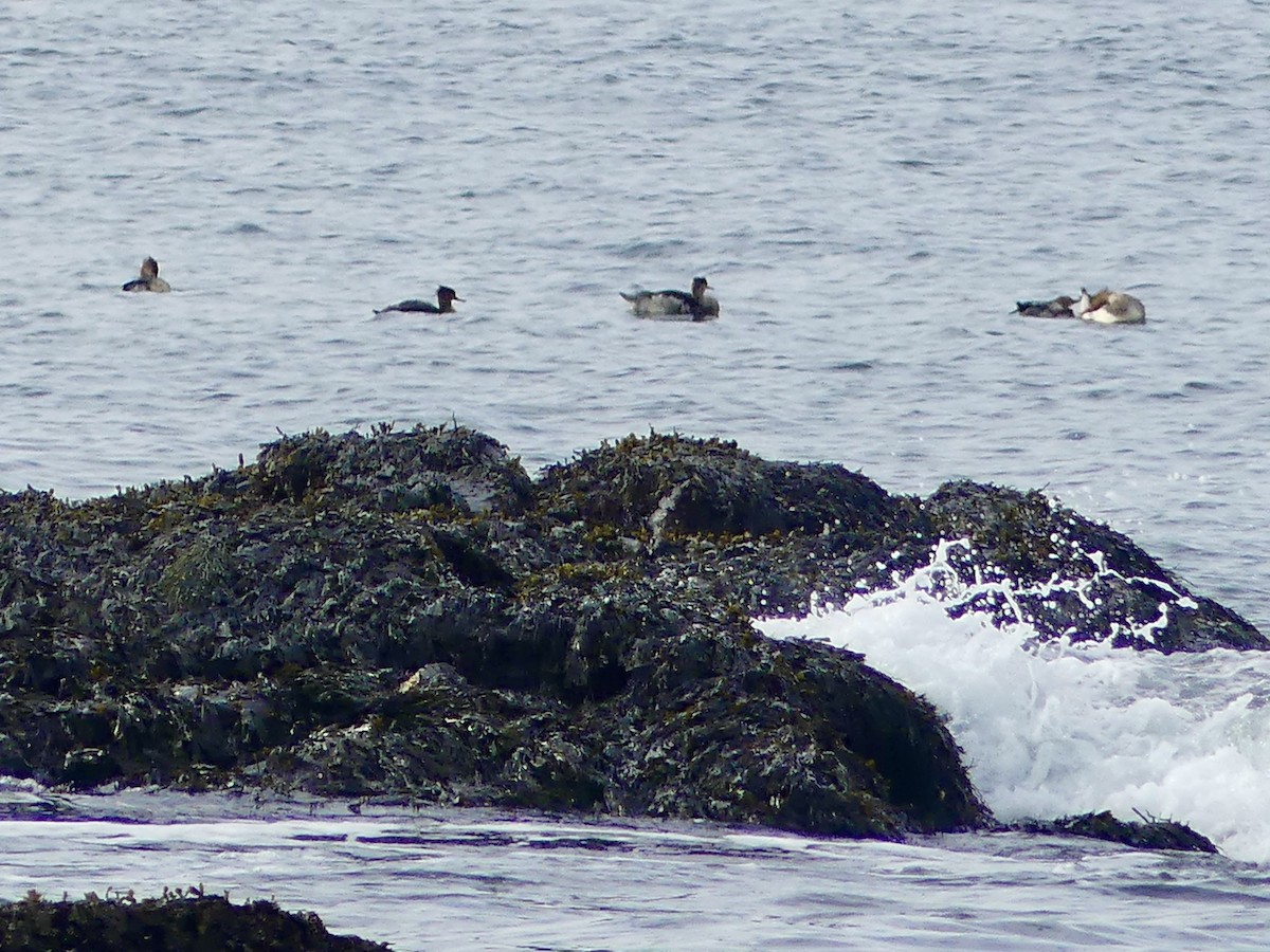 siland - ML644095354