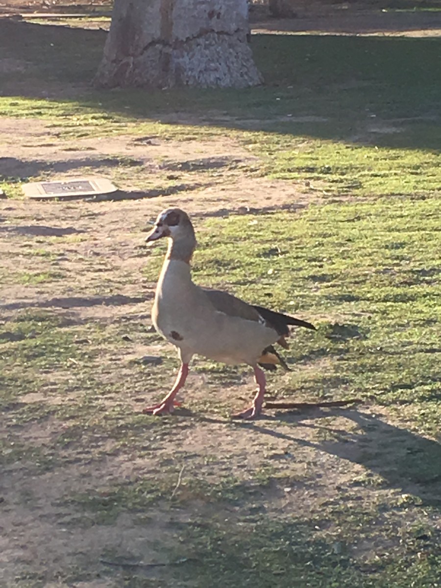 Egyptian Goose - ML644095355