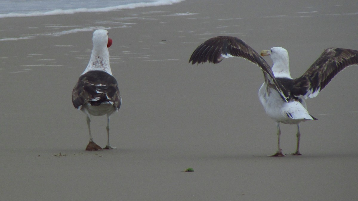 Kelp Gull - ML644095403