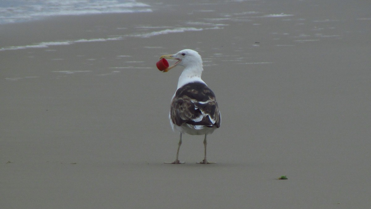 Kelp Gull - ML644095404
