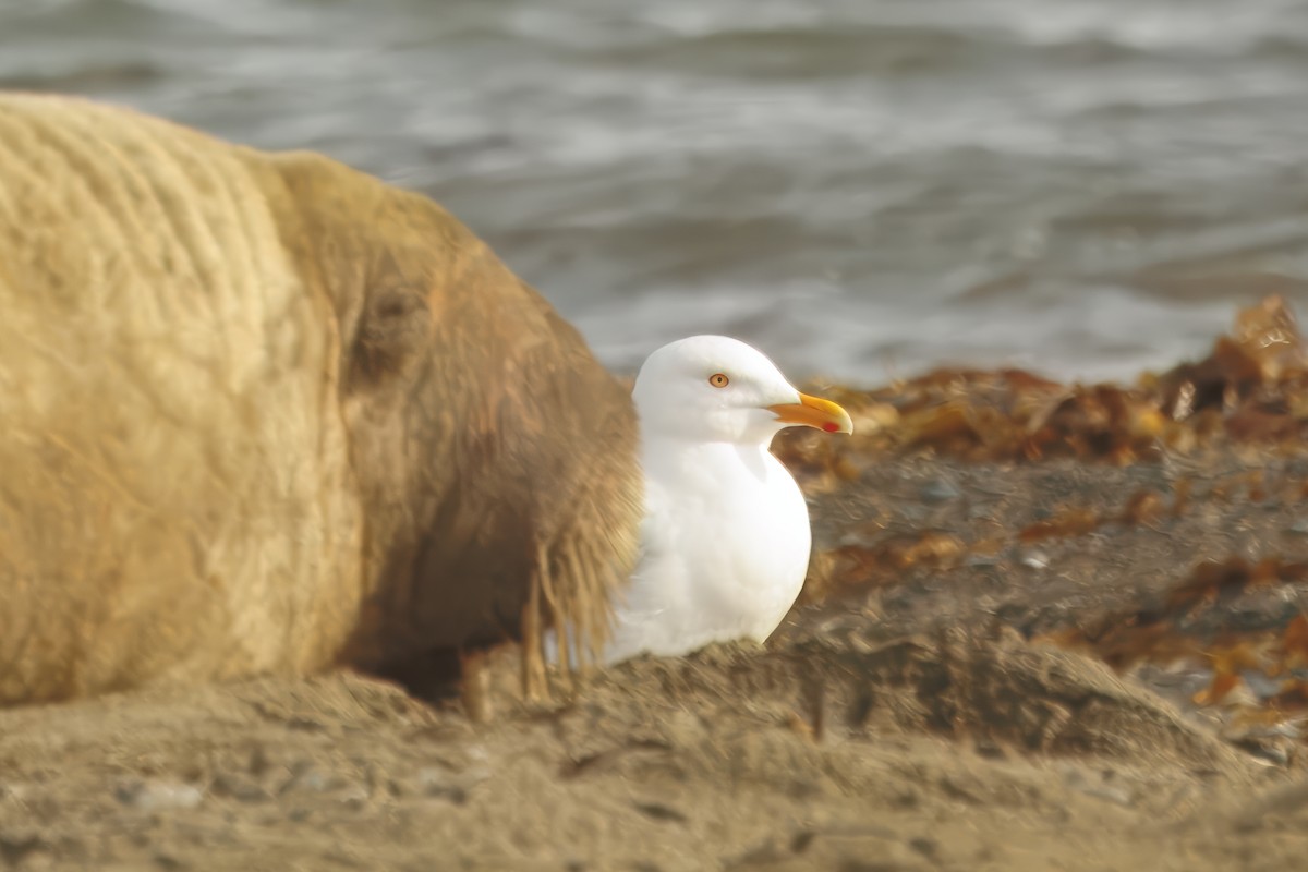 Ipar-kaioa - ML644095408