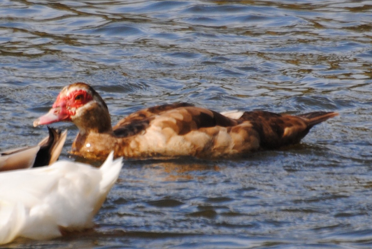 雑種 ノバリケン ｘ マガモ - ML644095423