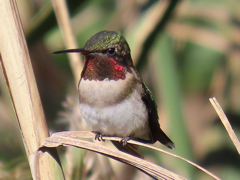 Ruby-throated Hummingbird - ML644095444