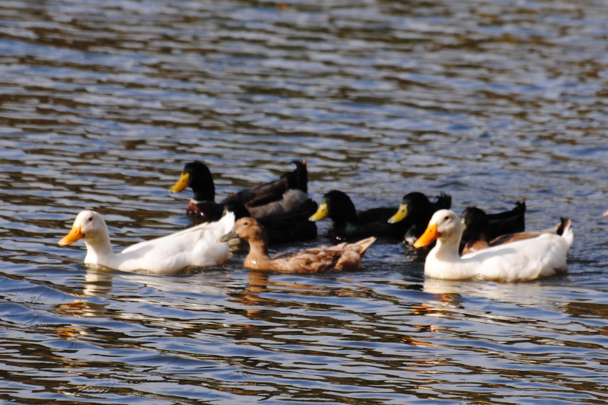 Тэжээмэл нугас - ML644095447