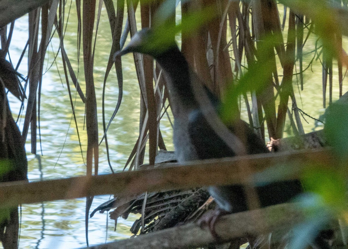 White-crowned Pigeon - ML644095455