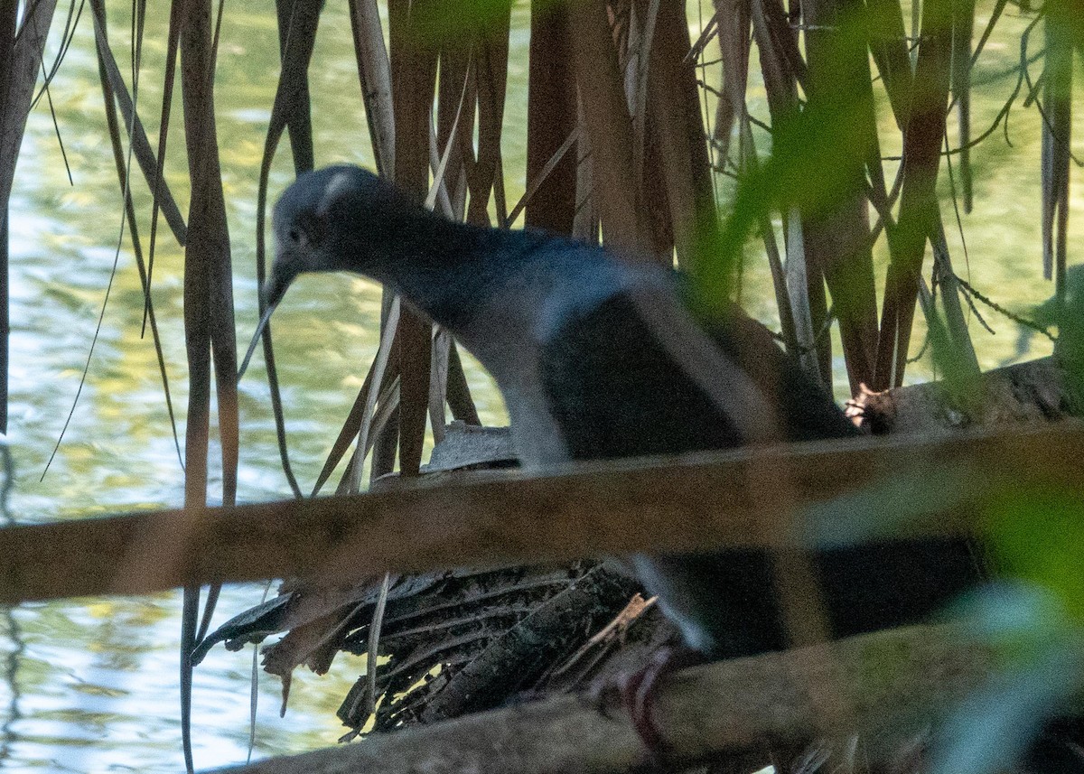 White-crowned Pigeon - ML644095461