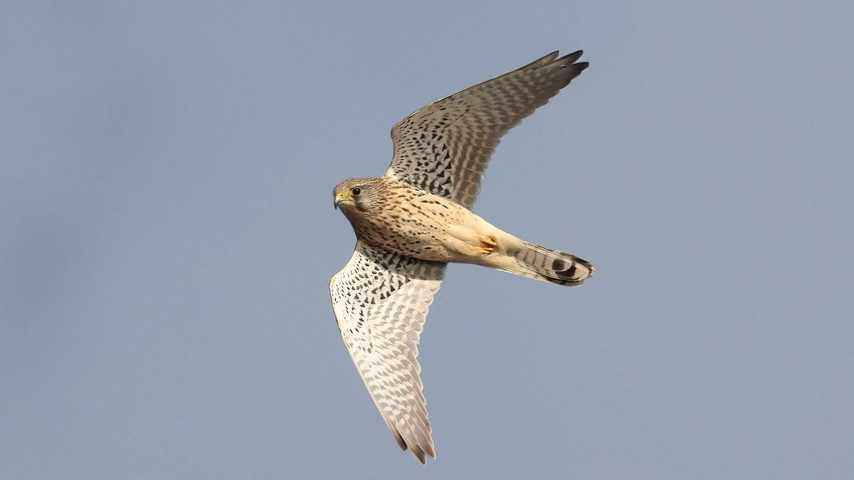 Eurasian Kestrel - ML644095476