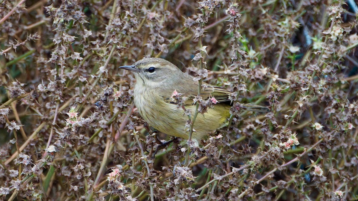 lesňáček bažinný - ML644095478