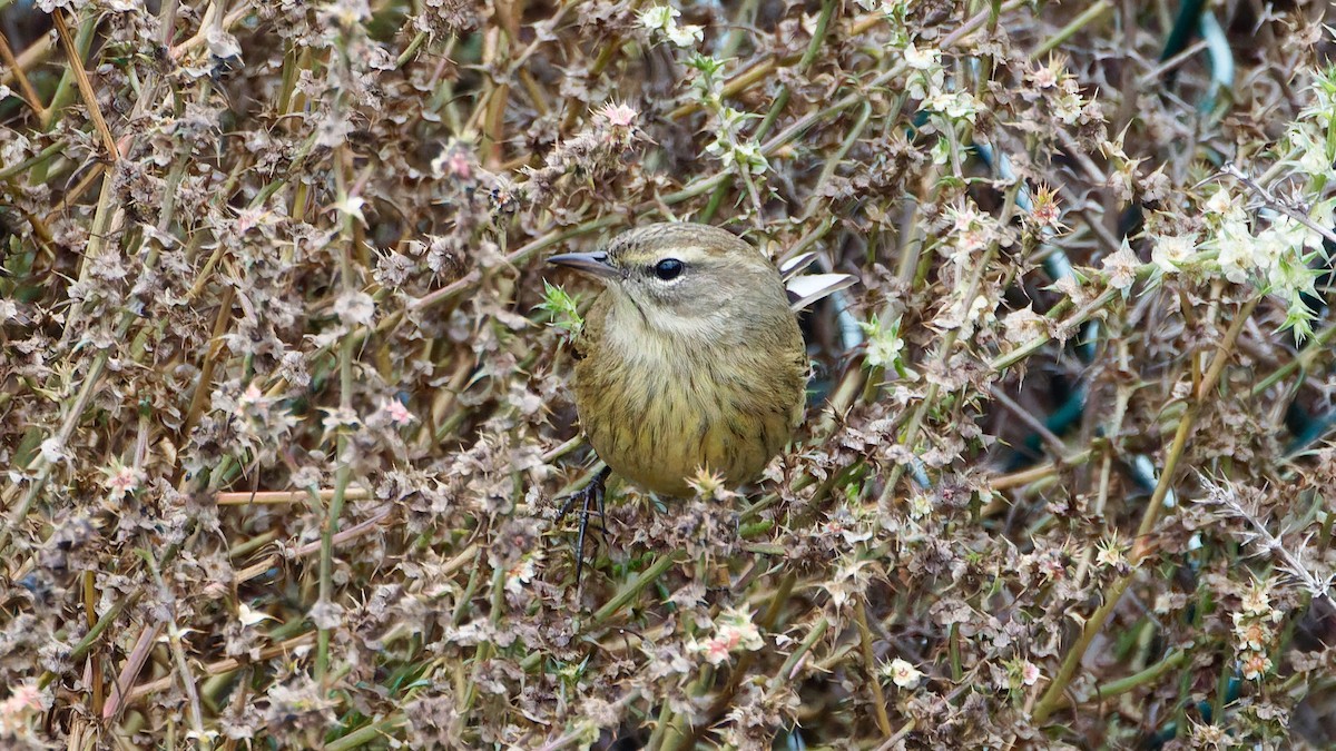 lesňáček bažinný - ML644095479