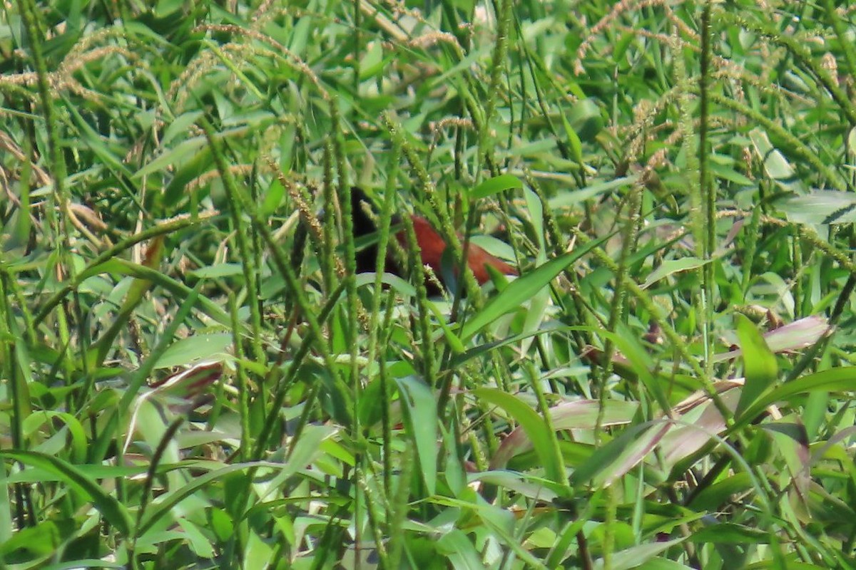 Jacana du Mexique - ML644095482