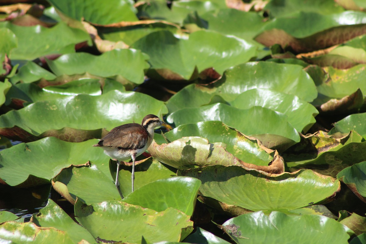 Jacana du Mexique - ML644095522