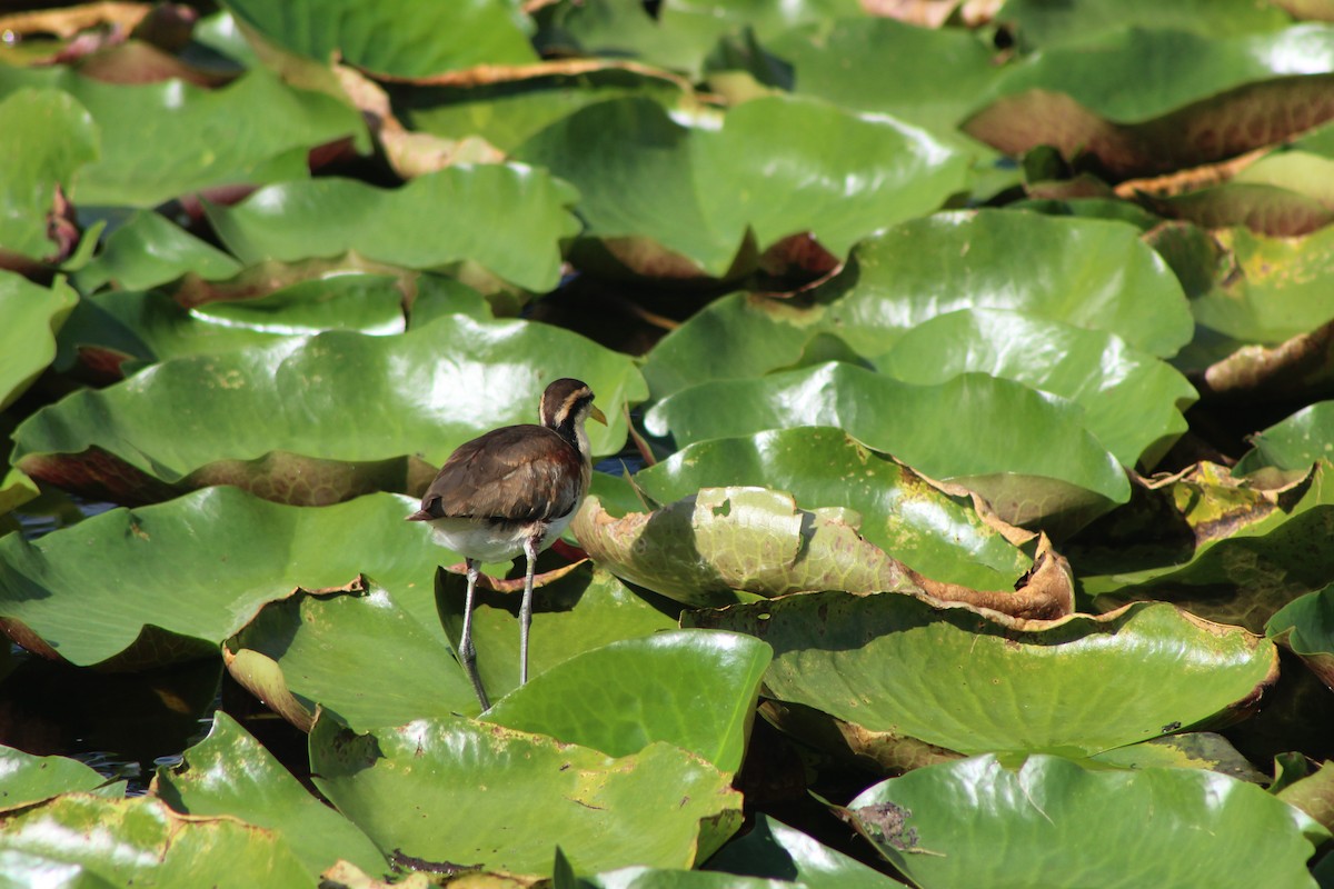 Jacana du Mexique - ML644095523