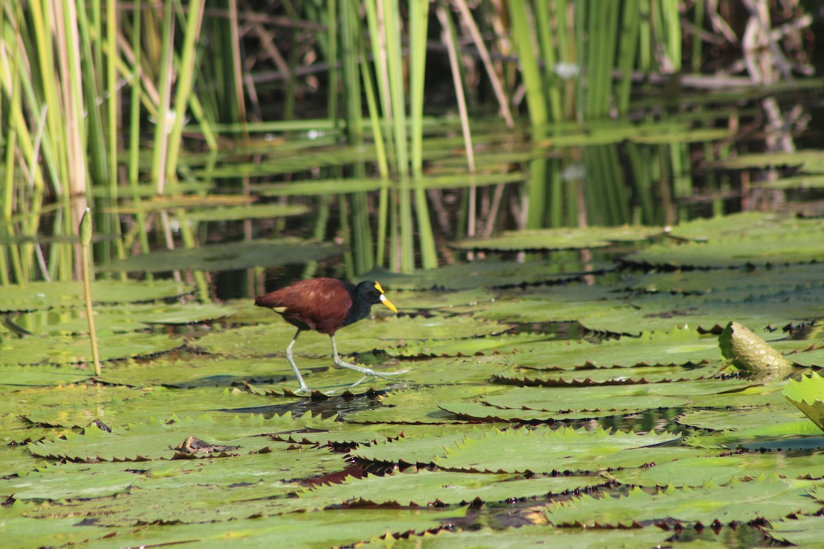 Jacana du Mexique - ML644095524