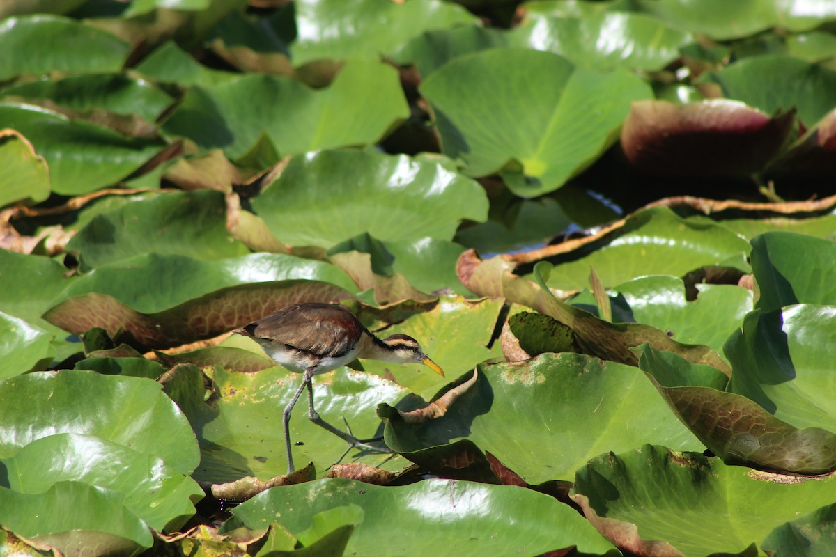 Jacana du Mexique - ML644095525