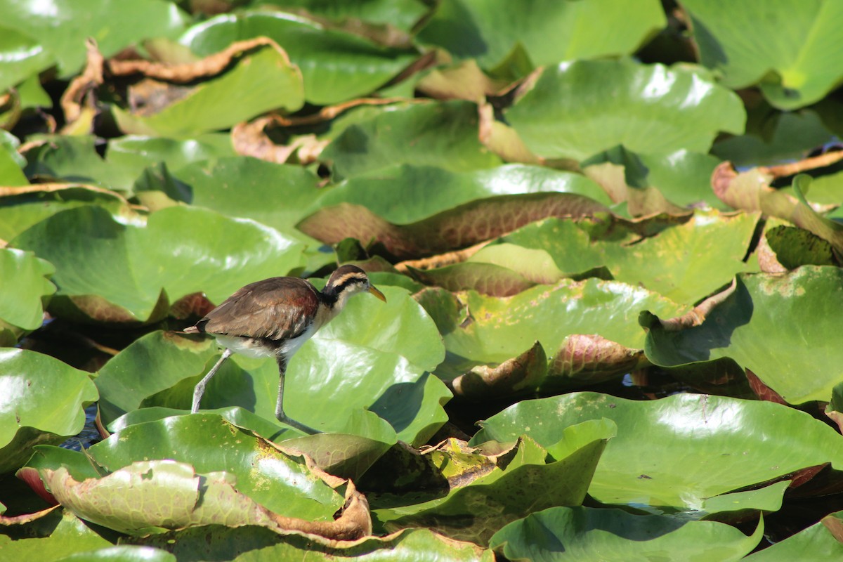 Jacana du Mexique - ML644095526