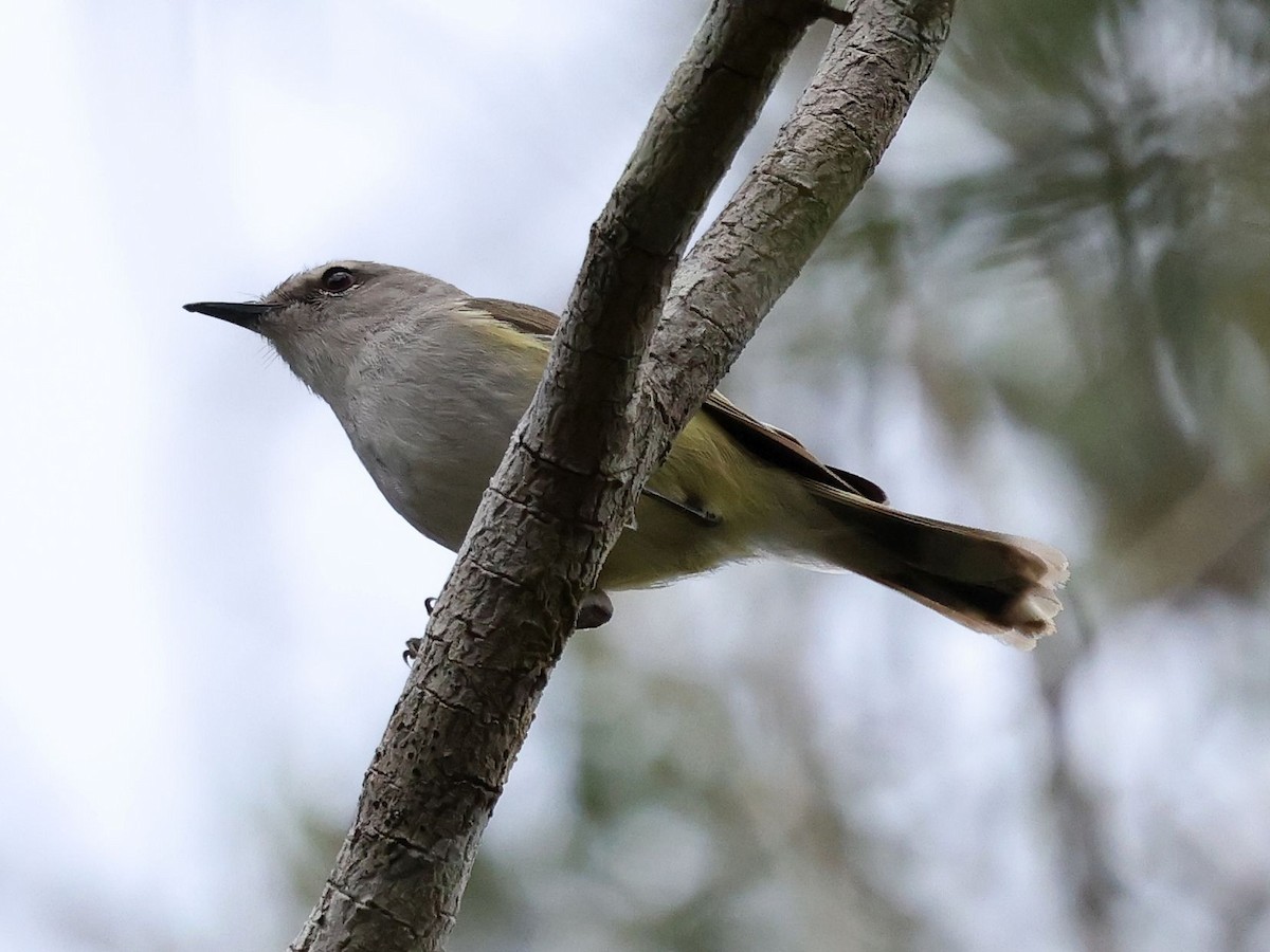 Fan-tailed Gerygone - ML644095535