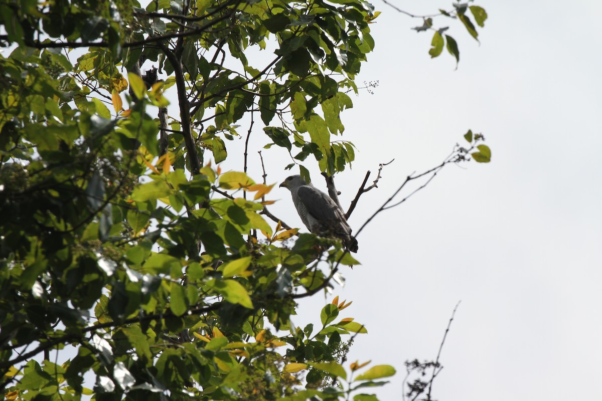Gray Hawk - ML644095559