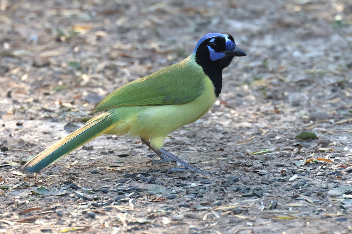 Green Jay (Green) - ML644095566