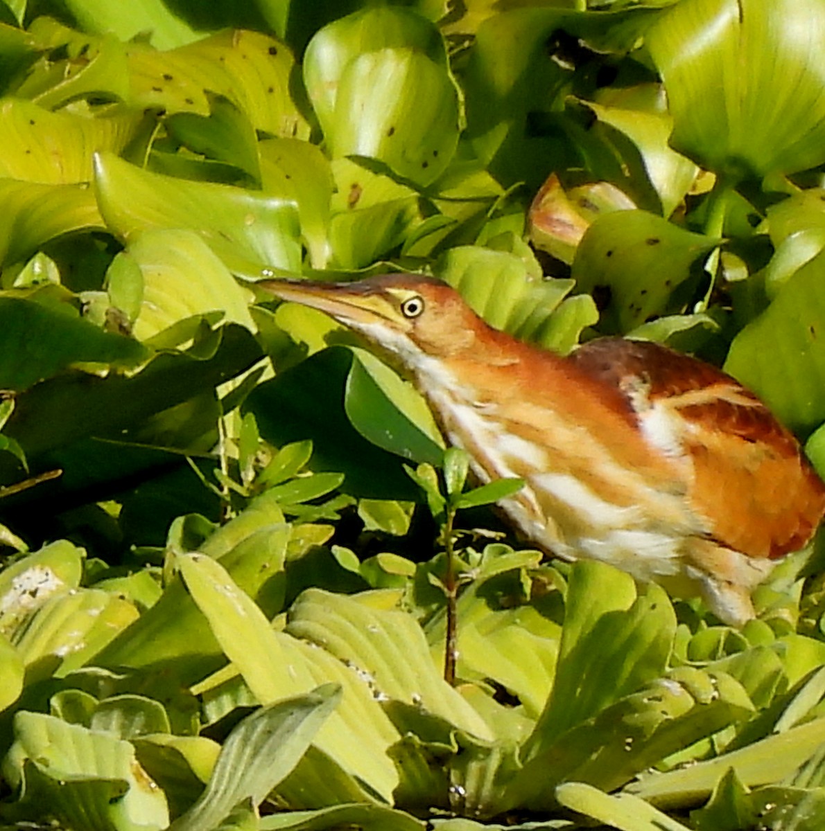 Least Bittern - ML644095567