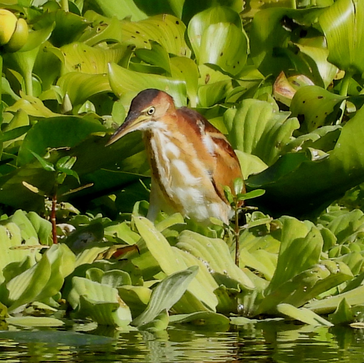 Least Bittern - ML644095581