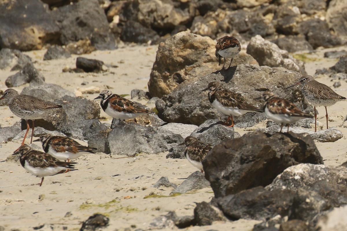 Ruddy Turnstone - ML644095583