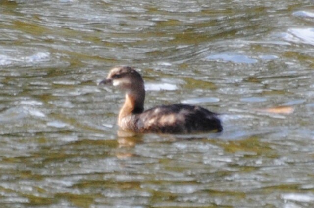 Pied-billed Grebe - ML644095610