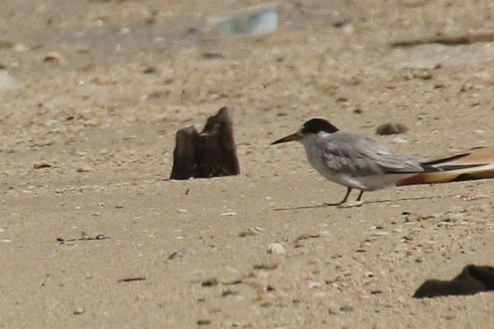 Little Tern - ML644095623