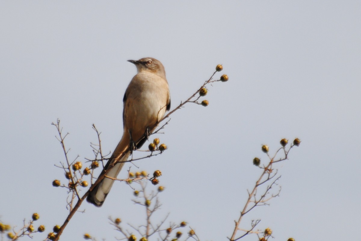 Northern Mockingbird - ML644095633