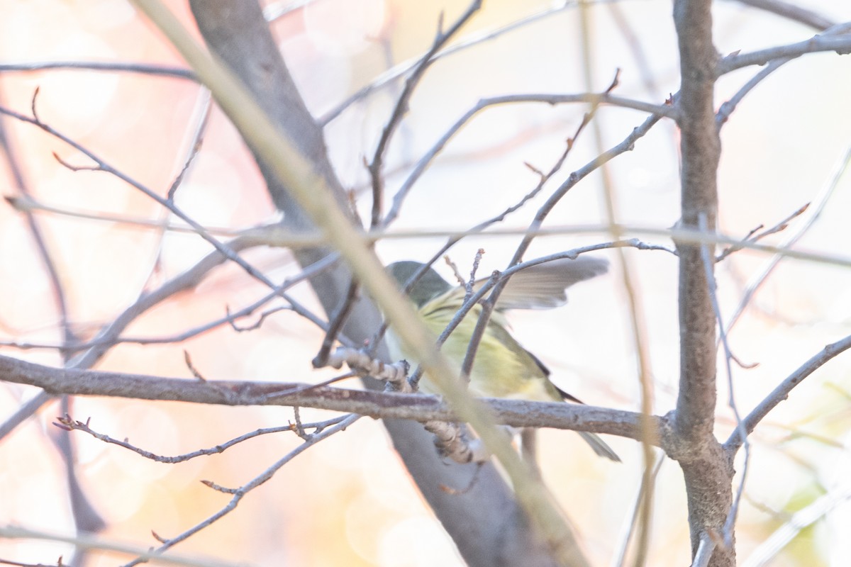 Cassin's Vireo - ML644095634