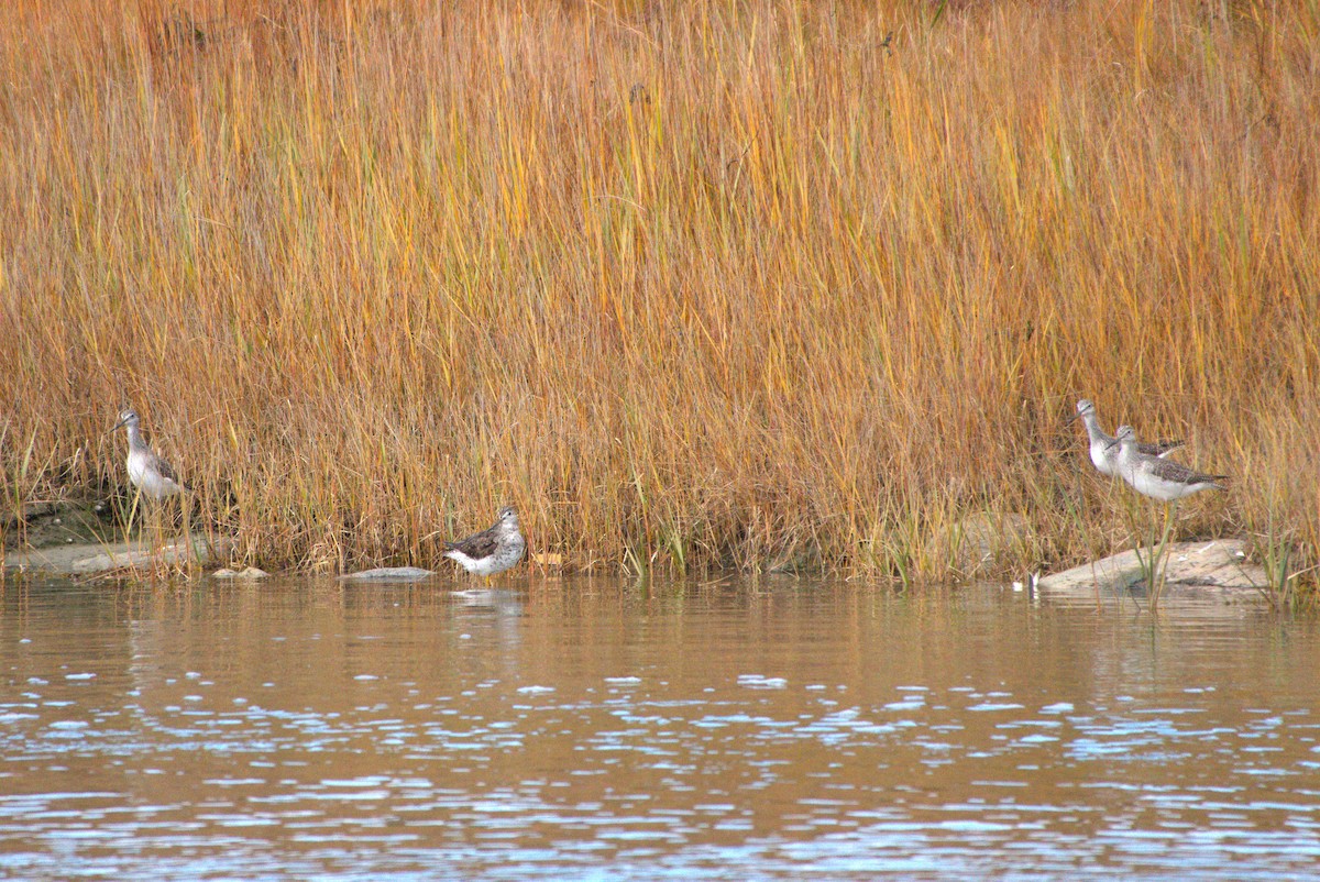 Greater Yellowlegs - ML644095646