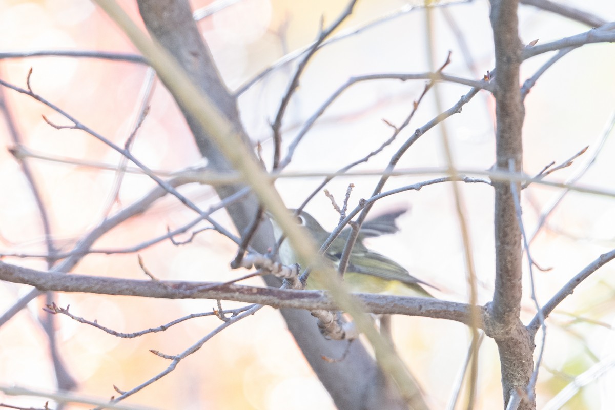 Cassin's Vireo - ML644095653