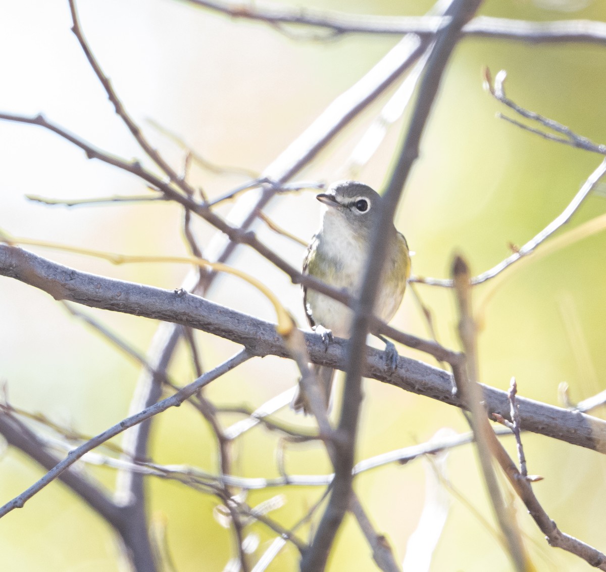 Cassin's Vireo - ML644095676