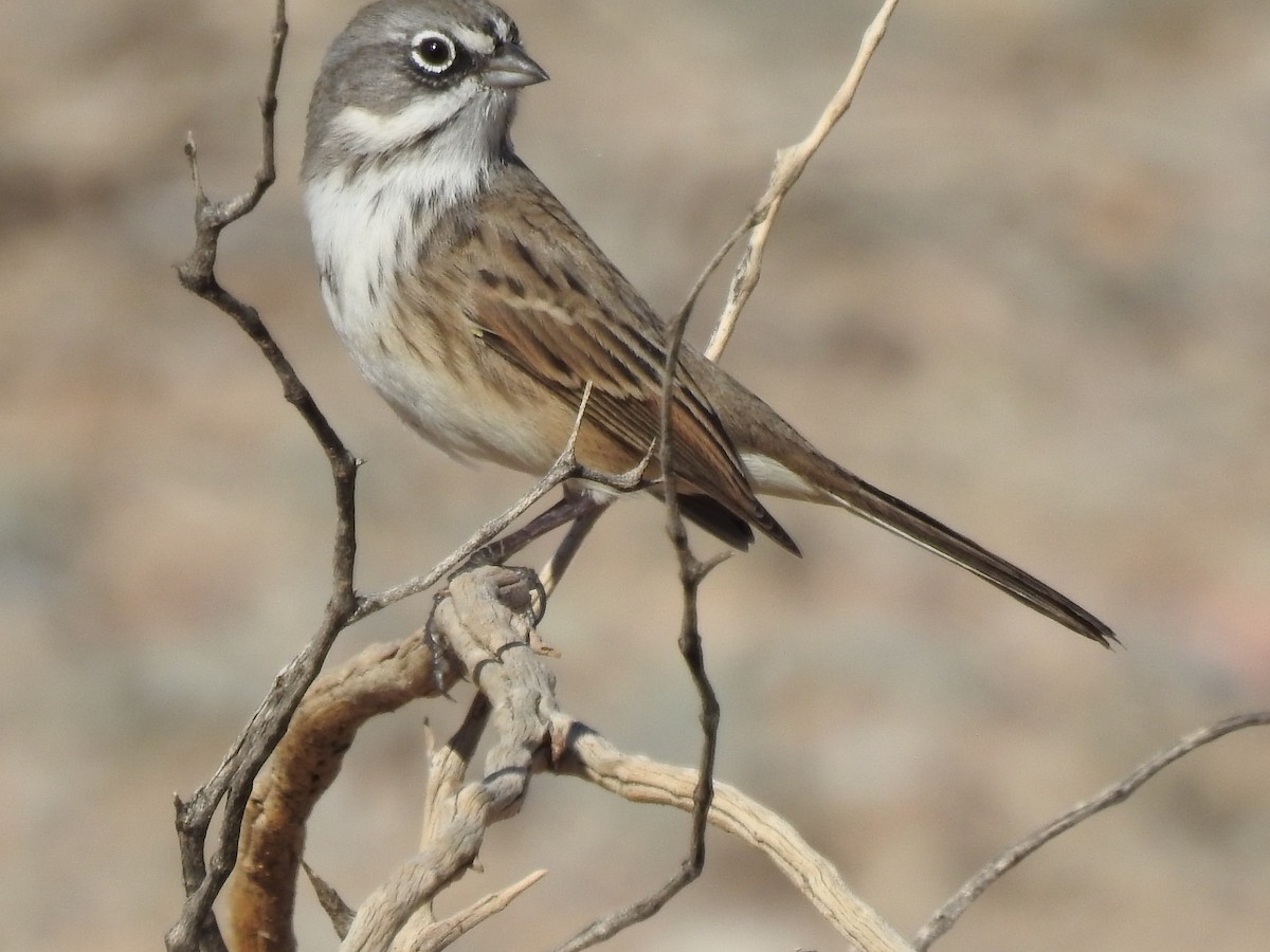 Bruant de Bell - ML644095690