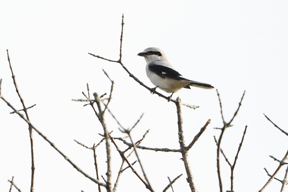 Сорокопуд північний - ML644095706