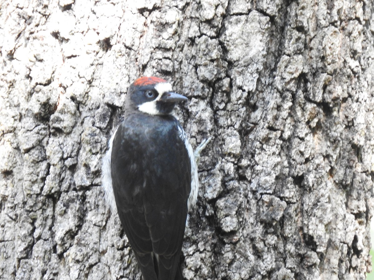 Acorn Woodpecker - ML644095720