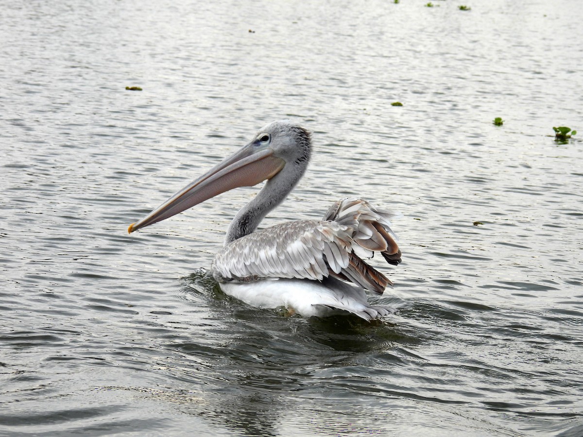 Pink-backed Pelican - ML644095733