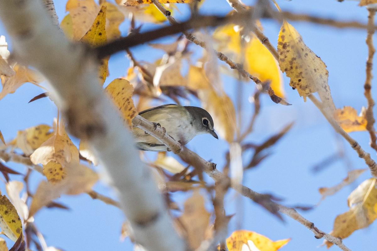 Cassin's Vireo - ML644095734