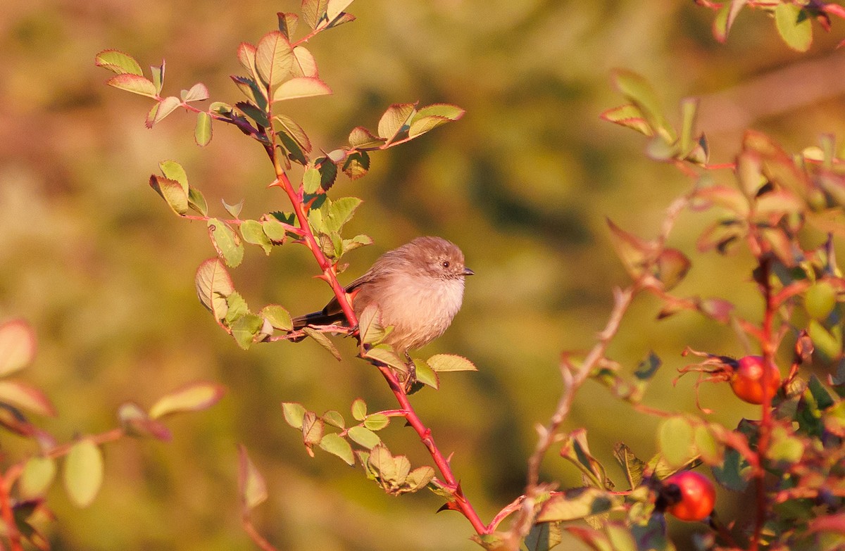 Bushtit - ML644095761