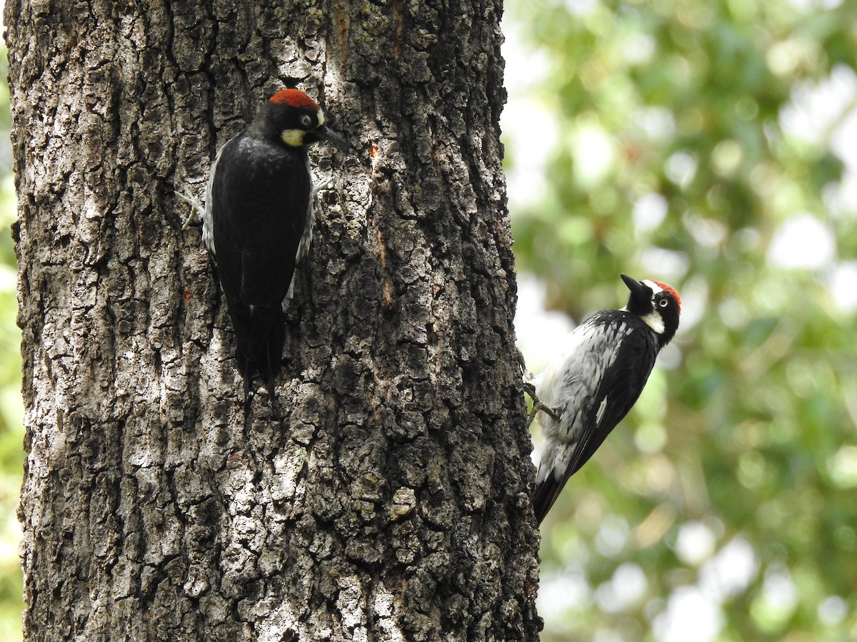 Acorn Woodpecker - ML644095763