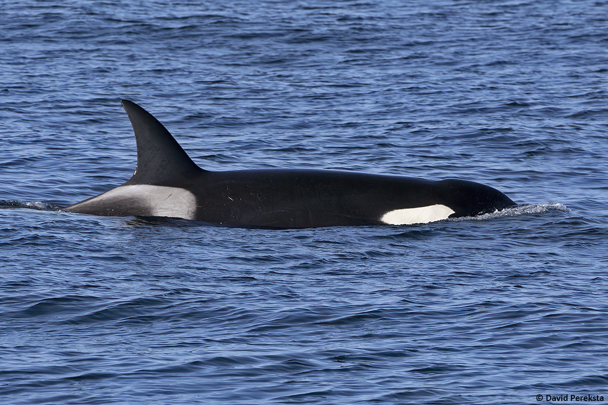 Resident Killer Whale - ML644095777