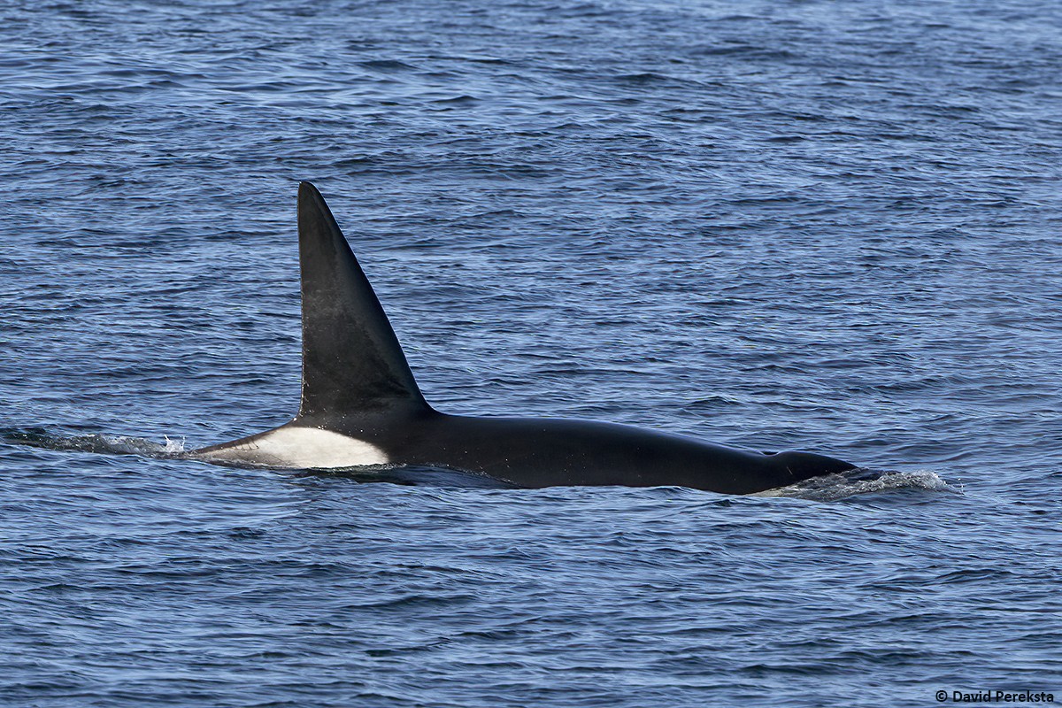 Resident Killer Whale - ML644095779