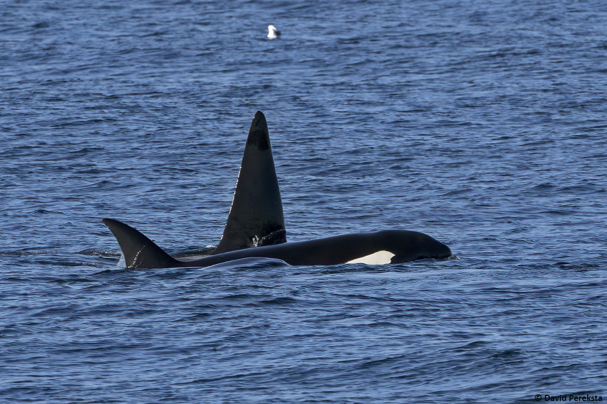 Resident Killer Whale - ML644095780