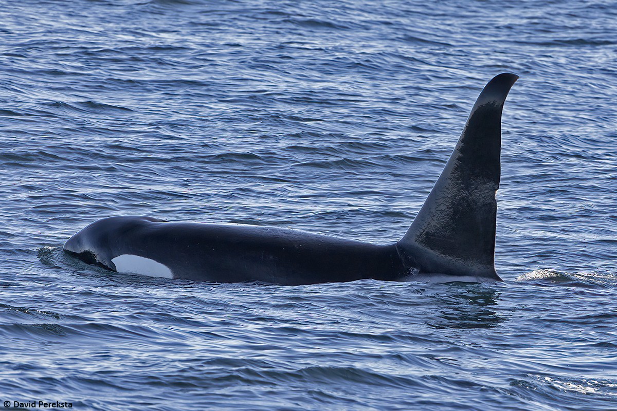 Resident Killer Whale - ML644095781