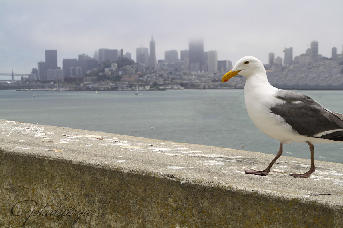 Western Gull - ML644095792