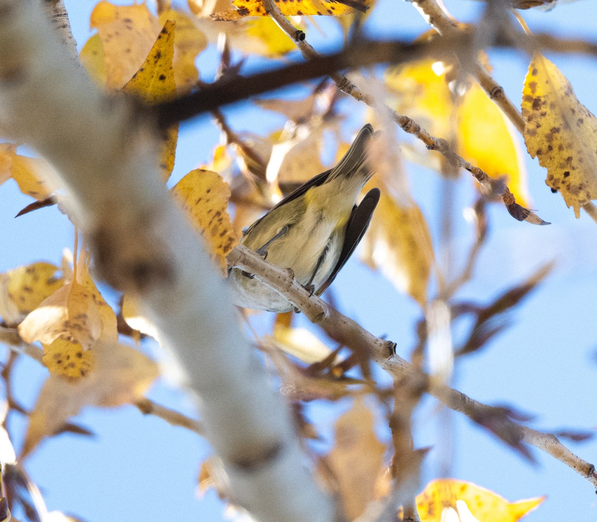 Cassin's Vireo - ML644095845