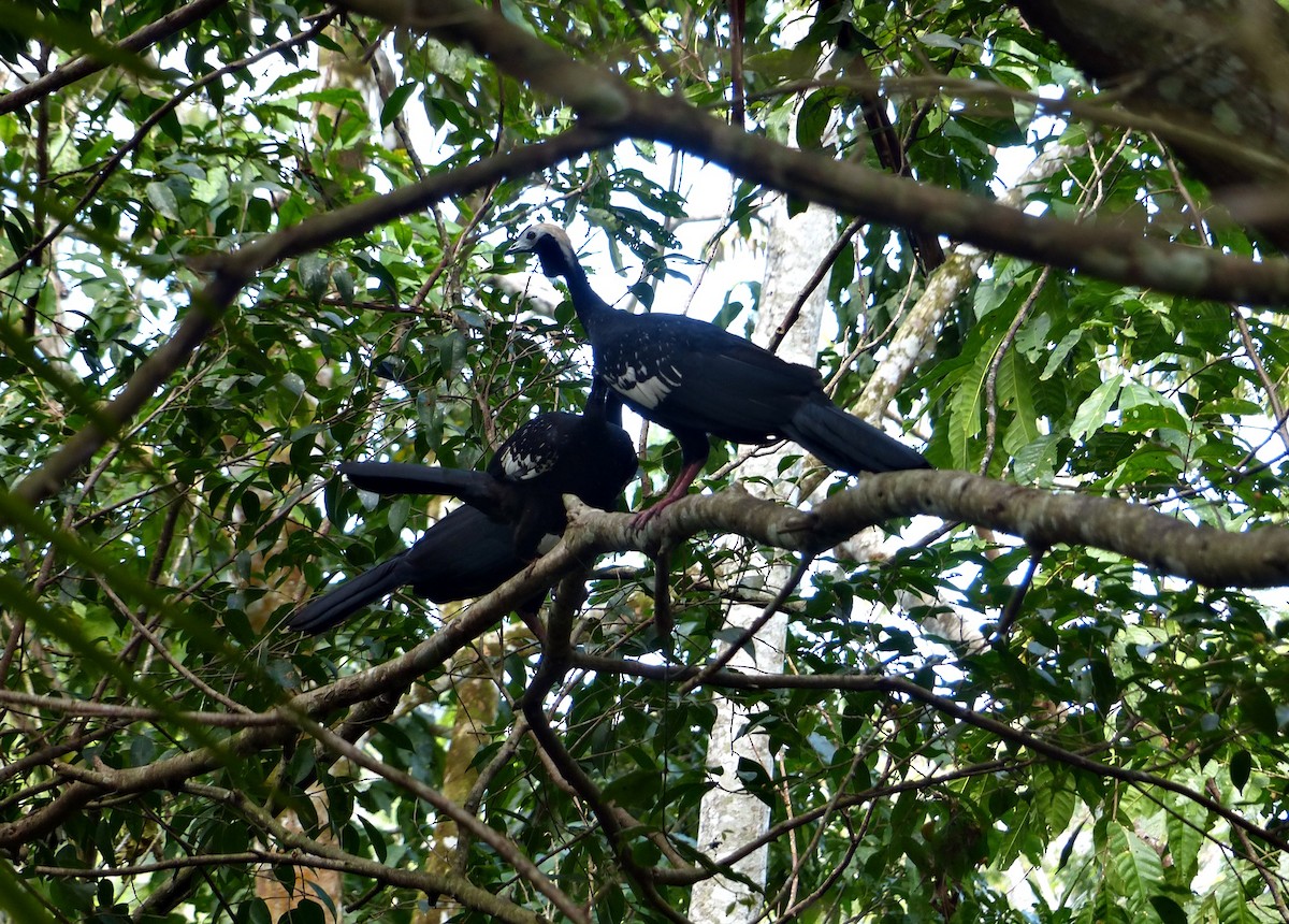 Blue-throated Piping-Guan - ML644095854