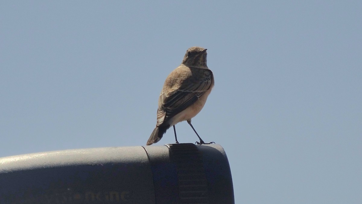 Pied Wheatear - ML644095874