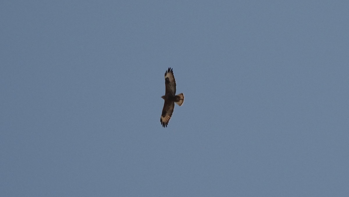 Golden Eagle - ML644095875